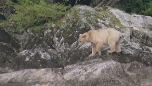 小猫钓鱼开船版最新版下载